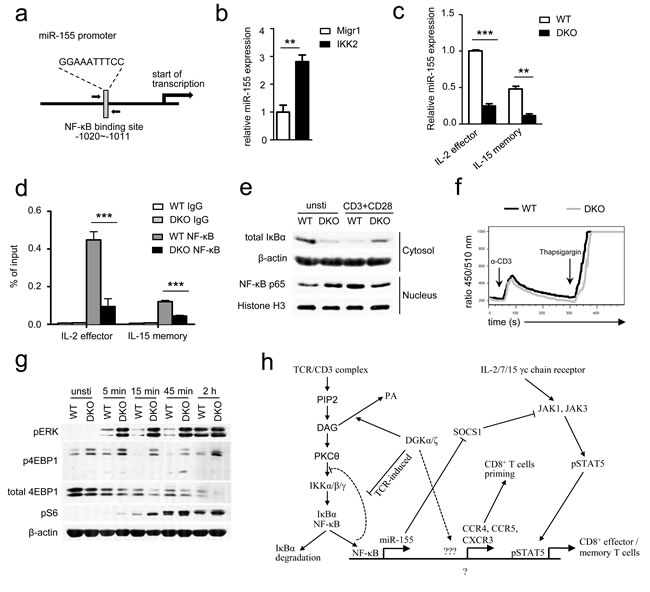 DGK&#x3b1; and &#x3b6; regulate miR-155 transcription, SOCS1 expression, and &#x3b3;-chain cytokine signaling by modulating TCR-induced NF&#x3ba;B activation.