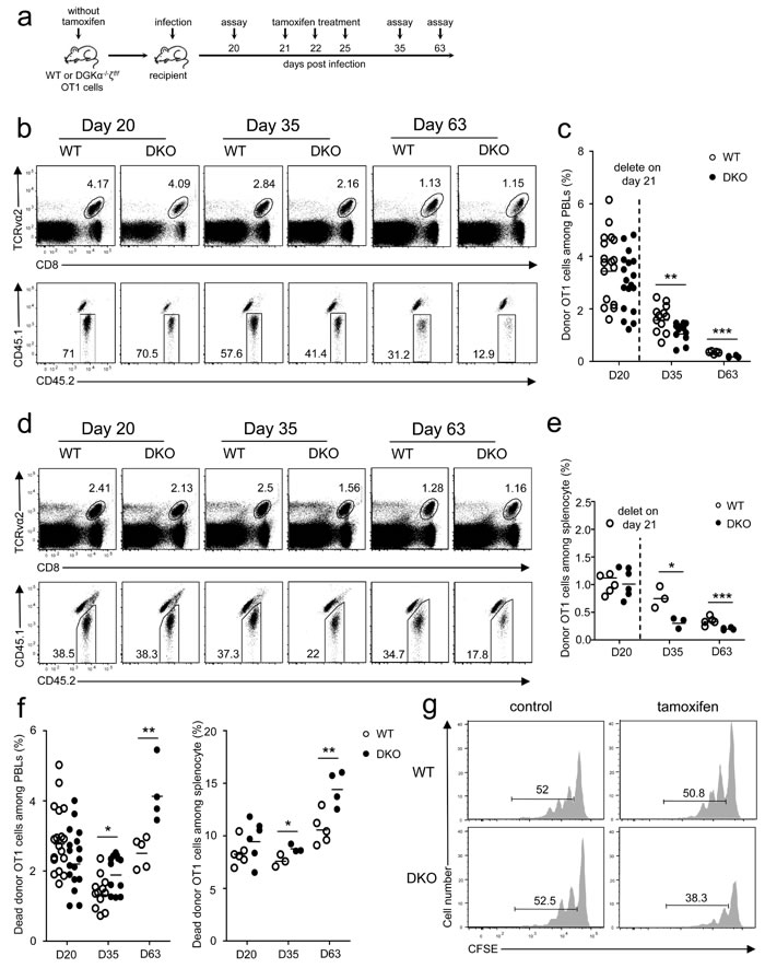 Critical role of DGK&#x3b1; and &#x3b6; in memory CD8 T cell homeostasis.