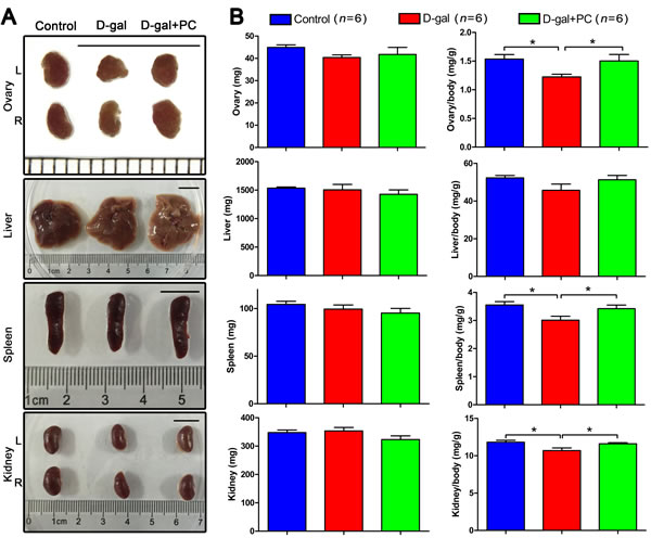 PC reversed the organ coefficients of the ovary, spleen, and kidney in D-gal-induced aging mice.