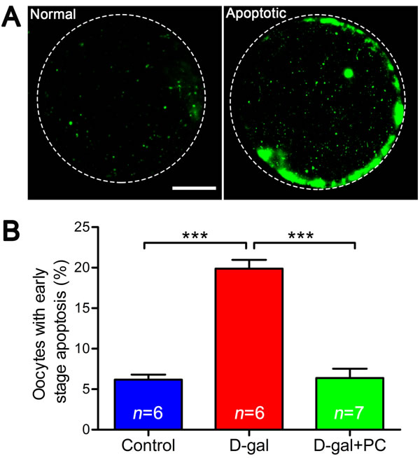 PC inhibited early stage apoptosis in MII oocytes in D-gal-induced aging mice.