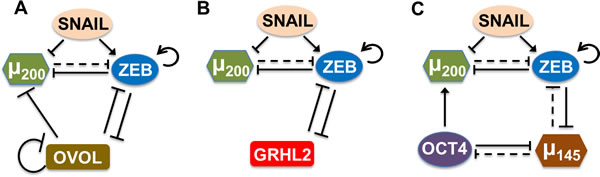 Coupling of core EMT circuit (miR-200/ZEB driven by SNAIL) with other &#x2018;phenotypic stability factors&#x2019; (PSFs).