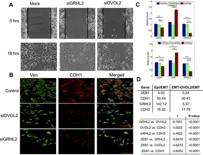 Knockdown of GRHL2 and OVOL2 in H1975 cells, and expression values of GRHL2, CDH3, and OVOL in different PC-3 clones.