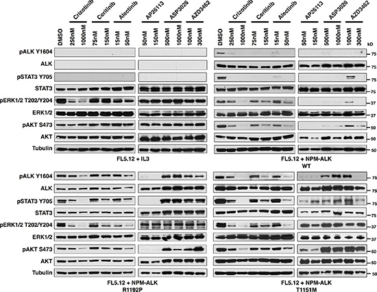 Activated ALK and downstream signaling is preserved in the novel ALK-fusion mutations, R1192P and T1151M.