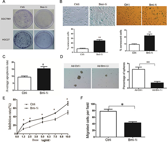 Knockdown of Bmi-1 by Ad-Bmi-1i transfection decreases malignant phenotypes in GC cells in vitro.