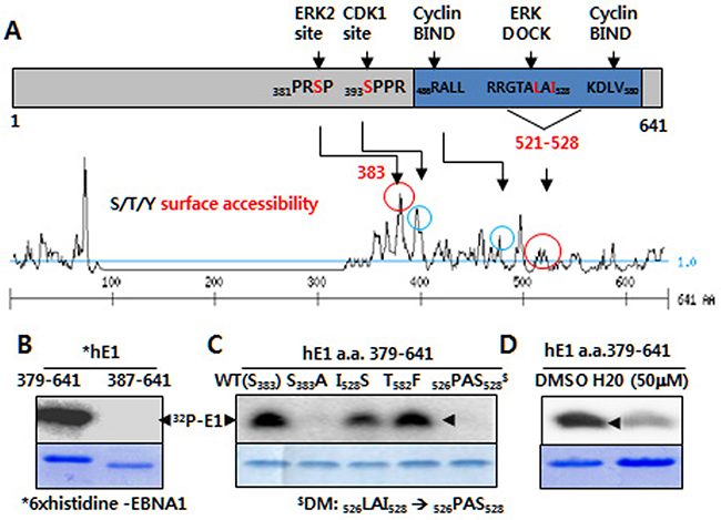 ERK2-directed phosphorylation of EBNA1 S383 in vitro.