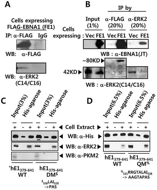 EBNA1 forms a complex with ERK2.