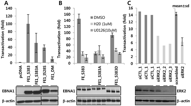 ERK2-directed phosphorylation contributes EBNA1-dependent transcriptional activity.