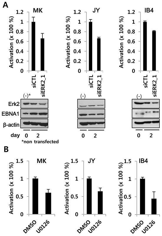 ERK2 depletion or inhibition decreases EBNA1-dependent transactivation activity in EBV-transformed LCL.