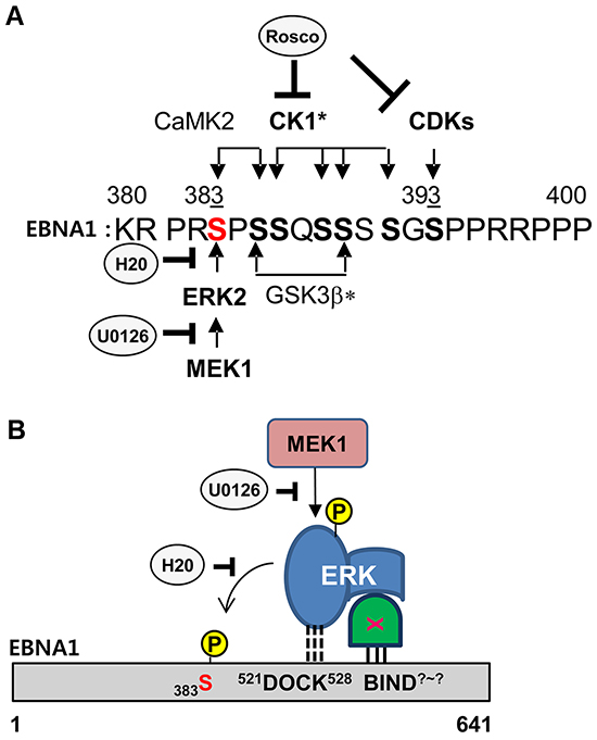 Model of ERK2-EBNA1 interaction.