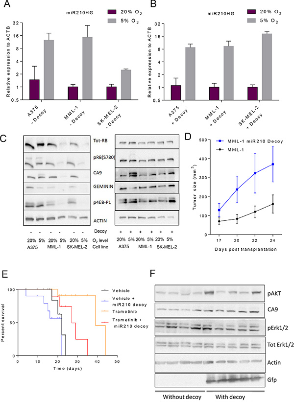 Abrogation of hsa-miR-210 regulation with miRNA decoys completely reverses hypoxia-induced protein translation in vitro and makes MML-1 cells less sensitive to MEK inhibition (GSK1120212/trametinib) in vivo by accelerating tumor progression.