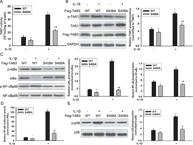 O-GlcNAcylation of TAB3 triggered activation of TAK1 and phosphorylation of its downstream NF-&#x03BA;B and p38 signaling.