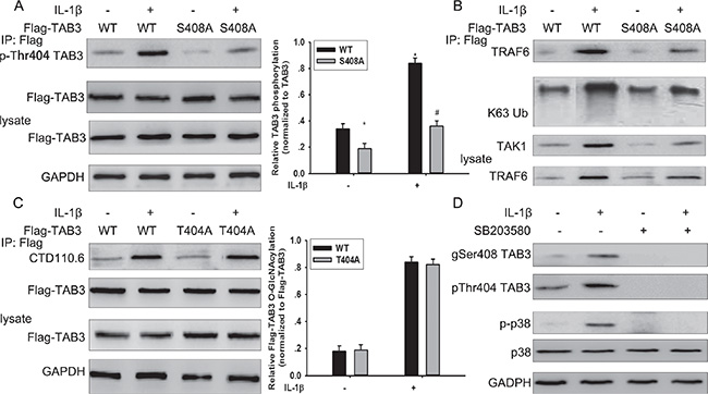 The interplay between TAB3 O-GlcNAcylation and phosphorylation.