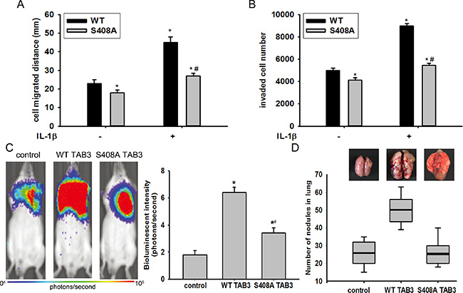 TAB3 O-GlcNAcylation promoted TNBC cell migration and invasion in vitro and in vivo.