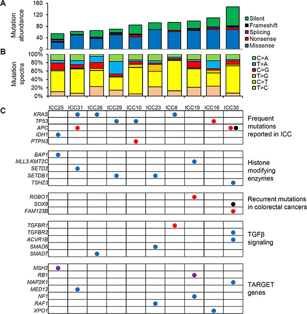 WES-based somatic mutation landscape of ICC.