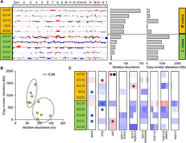 Two ICC classes defined by the abundance of somatic mutations and CNAs.