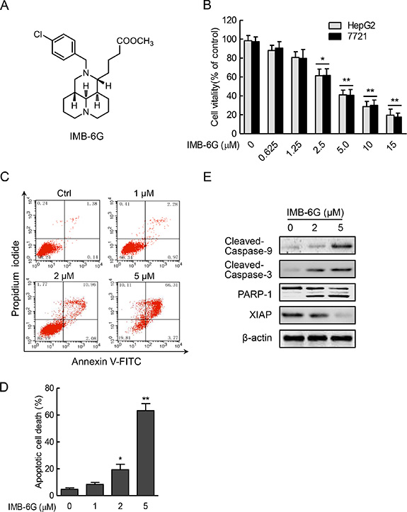 IMB-6G inhibits cell proliferation and induces apoptosis in HCC cells.