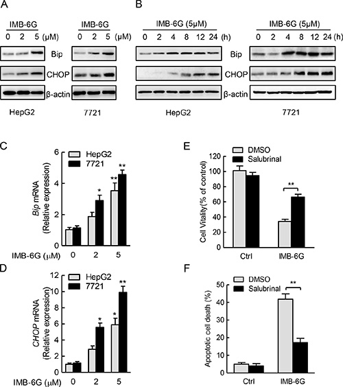 IMB-6G triggers ER stress in HCC cells.