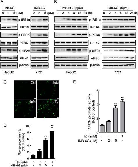 IMB-6G activates ER stress pathway involving IRE1&#x03B1; and PERK.