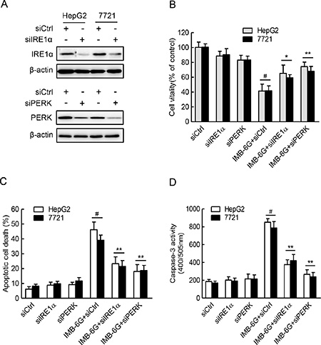 IRE1&#x03B1; and PERK pathways are critical for IMB-6G induced HCC cell death and apoptosis.