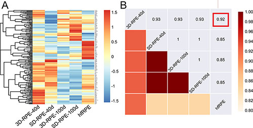 The RPE signature genes expression profile of 3D-RPE and SD-RPE cells.