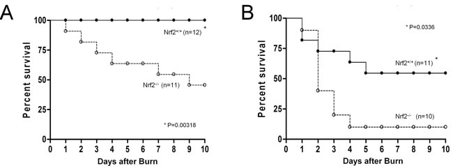 Nrf2 protects from mortality induced by burn injury.
