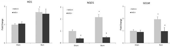 Nrf2-regulated genes expression in intestine after 30% TBSA burn injury.