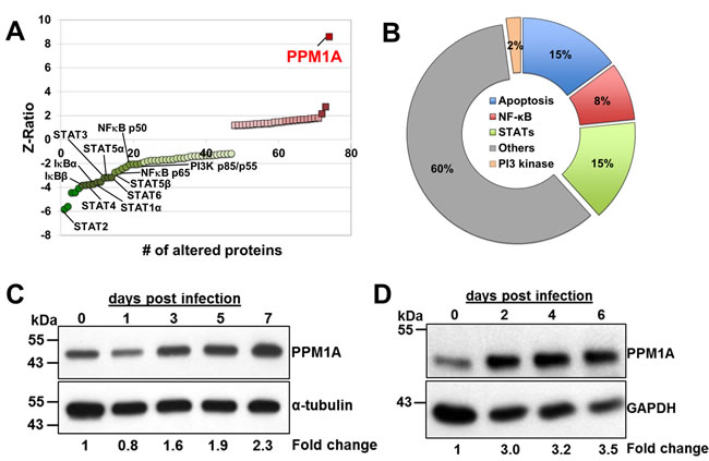 PPM1A expression is up-regulated in macrophages during