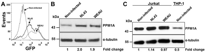 HIV-1 infection directly induces PPM1A expression in macrophages.