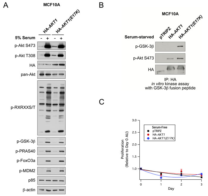 AKT1(E17K) has weak basal constitutive activity and does not promote proliferation in MCF10A cells.