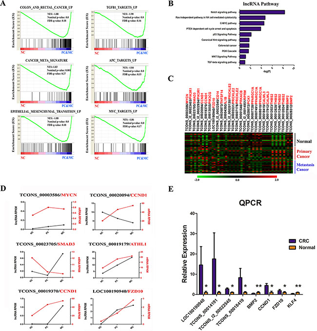 Functional interpretation of differentially expressed coding and long non-coding genes.
