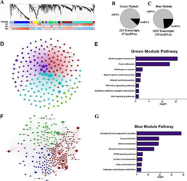 Network analysis of coding and long non-coding gene expression in CRC.