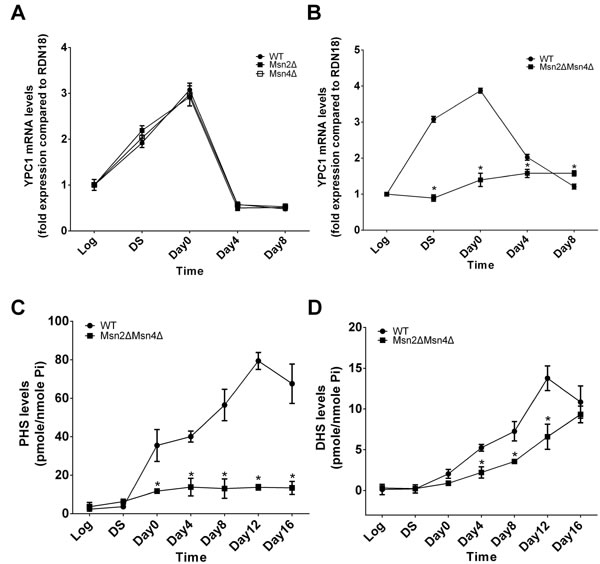 MSN2/4 activation upregulates YPC1 in aging yeast cells.