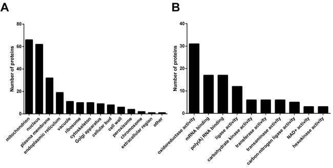 Ypc1p overexpression alters the levels of proteins related to mitochondrial functions.