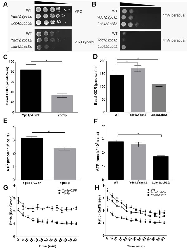 Sphingoid bases impair mitochondrial functions.