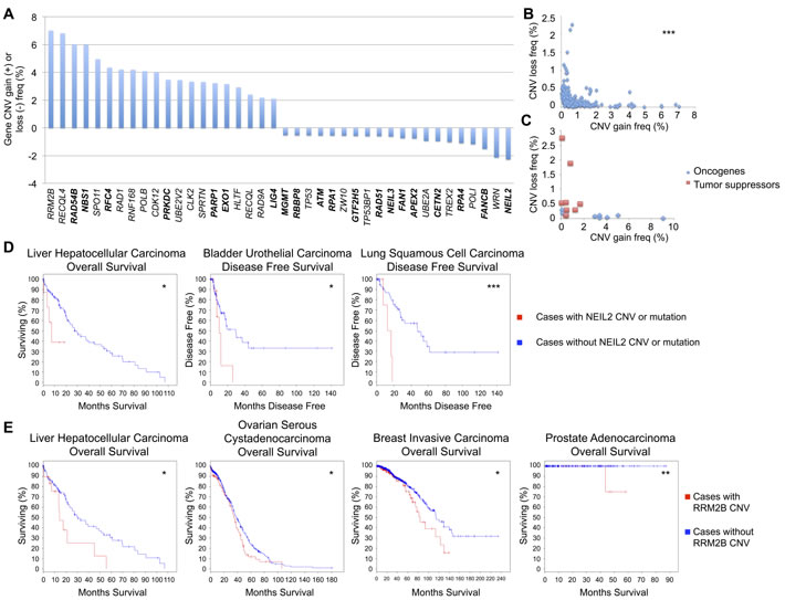 DNA repair gene CNV frequencies.