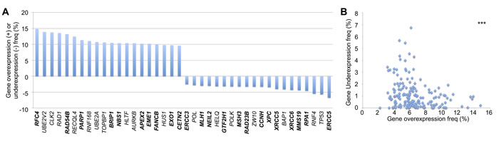 DNA repair gene up- and down-regulation frequencies.