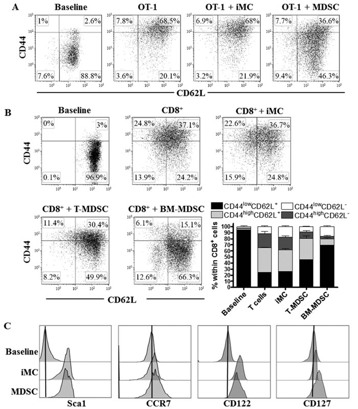 MDSC impairs activated CD8