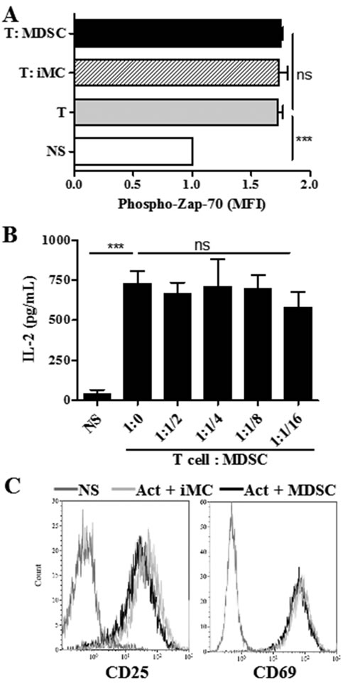 MDSC does not impair T cell receptor associated signaling.