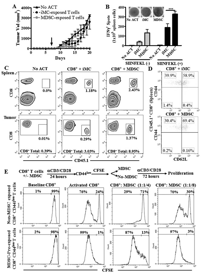 T cells conditioned with MDSC show an increased anti-tumor efficacy after ACT.