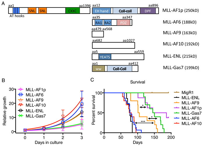 MLL fusion partners are associated with different phenotypes.