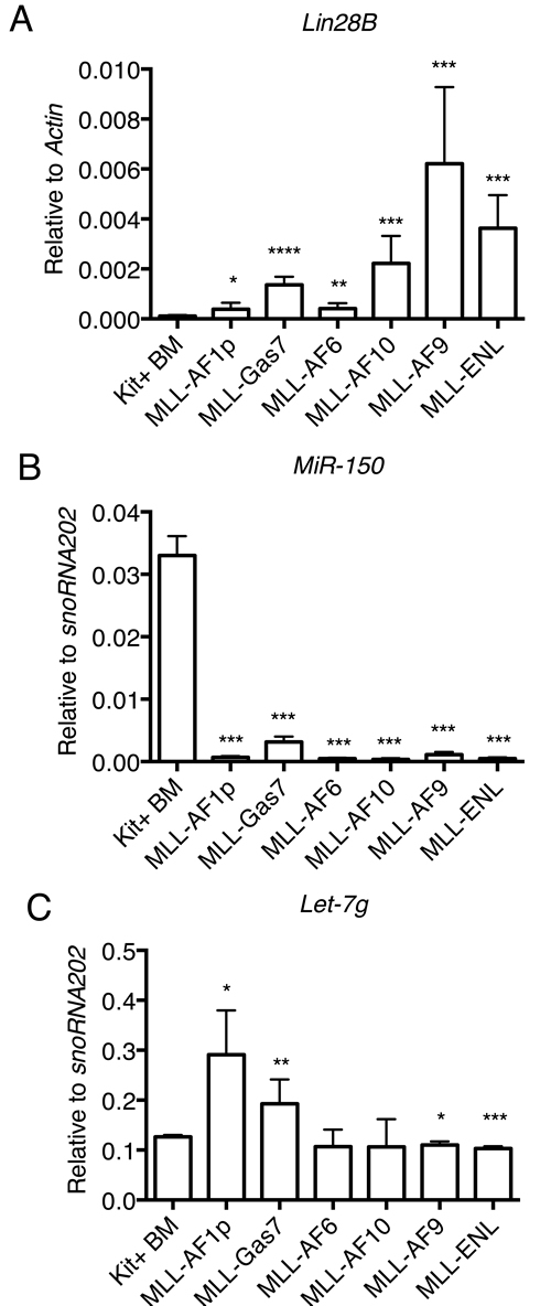Lin28B and target miRNAs expression is altered in MLL-FP transformed leukemia cells.