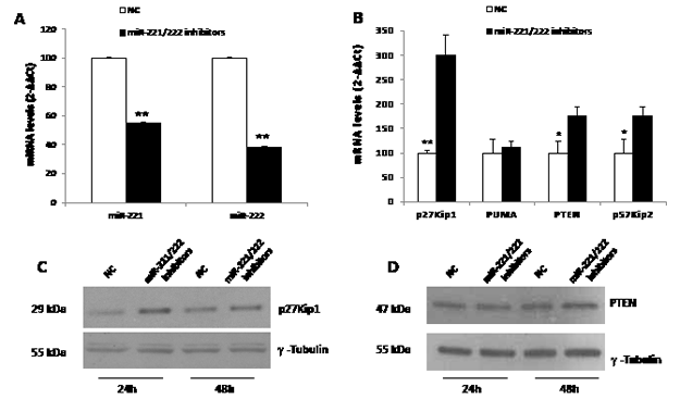Molecular effects induced by  miR-221/222 inhibitors in MM cells.