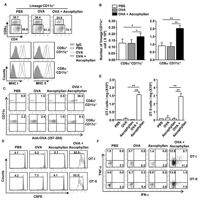 Ascophyllan promotes Ag-specific CD4 and CD8 T cell proliferation in the tumor-bearing mice.