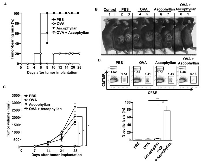 Immunization with ascophyllan and OVA protects mice from challenge with B16-OVA melanoma cells.