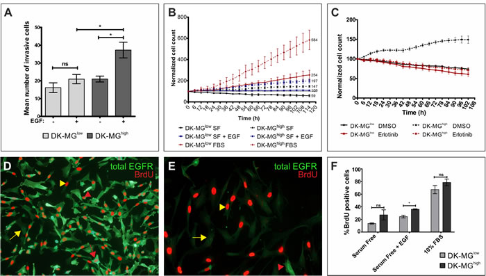 Relationship between expression of EGFR