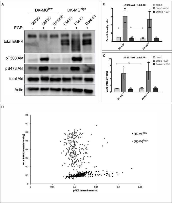 DK-MG cell lines do not differ in PI3K/Akt signaling pathway activation levels.