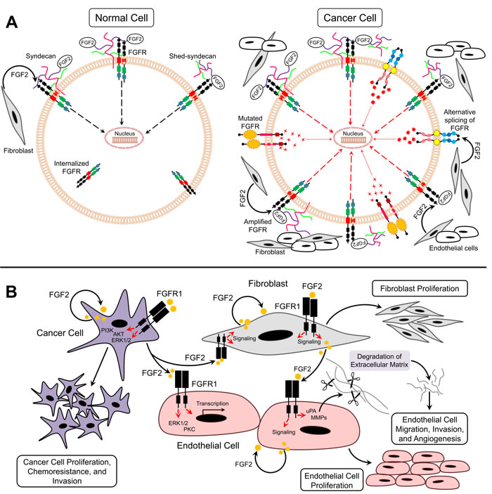 FGF2/FGFR signaling in cancer.