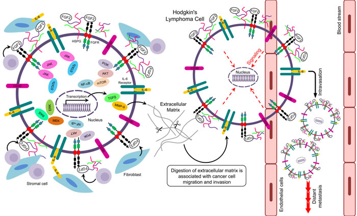 Putative signaling pathways related to FGF2 in Hodgkin&#x2019;s lymphoma.