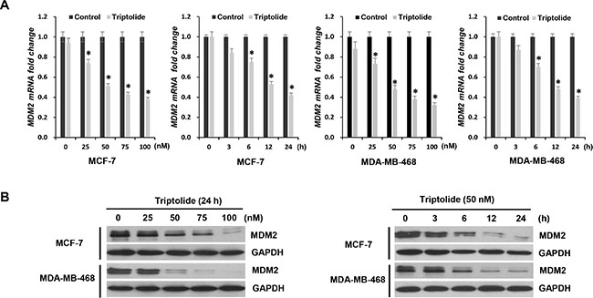 The inhibitory effect of triptolide on MDM2 expression.