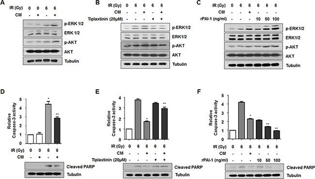 Secreted extracellular PAI-1 increases radioresistance of NCI-H460 cells through AKT and ERK1/2 activation and caspase-3 inhibition.